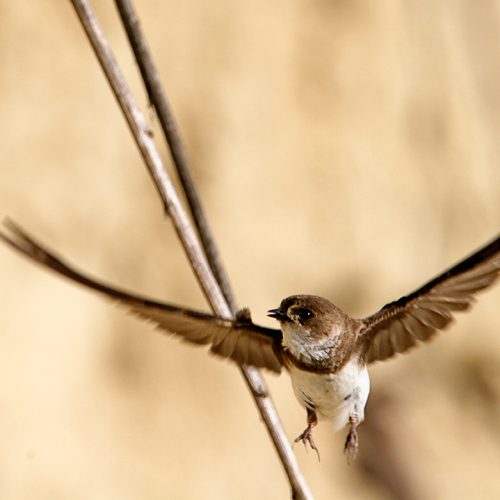 Sand martin, © by Goran Šafarek