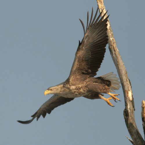 White-tailed Eagle in Kopacki Rit (HR), © by Mario Romulic, www.romulic.com