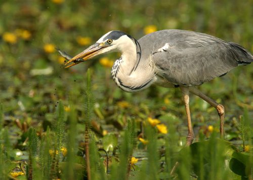 Grey Egret, © by Mario Romulic