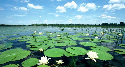 water lily, © by Mario Romulic