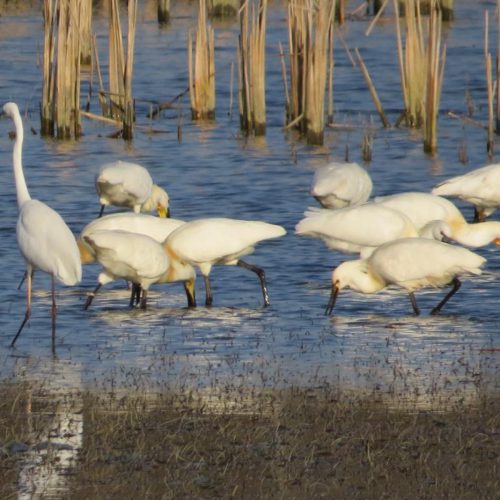 Spoonbills , © by Tibor Mikuska