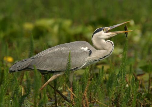 Grey heron, © by Mario Romulic