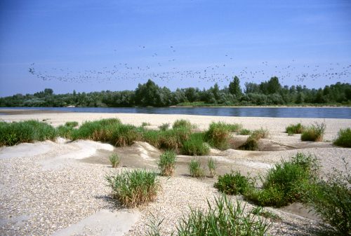 Drava landscape, © by Arno Mohl WWF AT