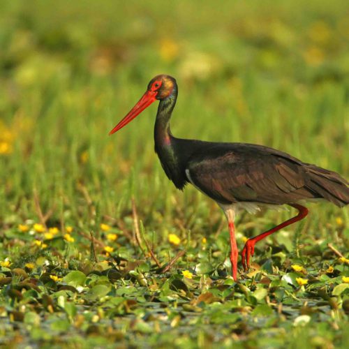 Black Stork in the wetlands, © by Mario Romulic & Drazen Stojcic, www.romulic.com