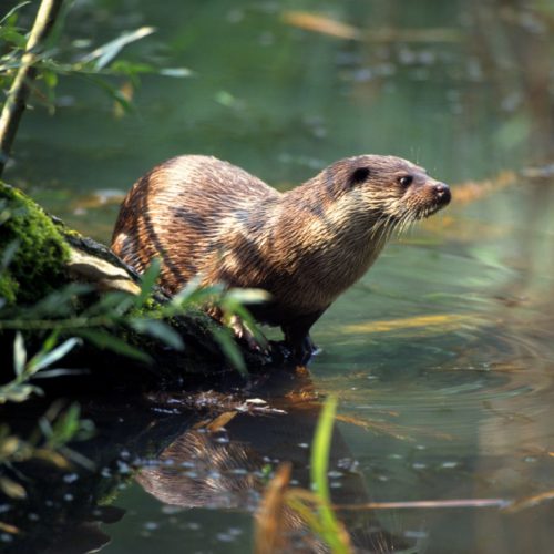 European otter at Mura (HU), © by D. Kaltenegger/4nature