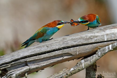 Bee eater, © by Goran Safarek