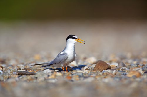 Common Tern Drava River, © by Goran Safarek