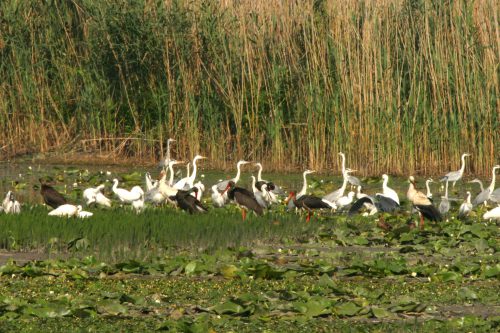 Bird paradise Kopacki rit, © by Mario Romulic