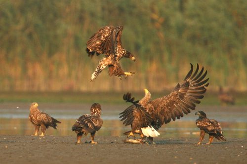 White-tailed eagle, © by Mario Romulic