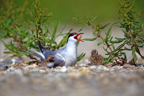 Common tern at the Drava River, © by Goran Safarek