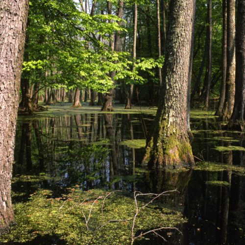 Floodplain forest, © by Miklos Toldi