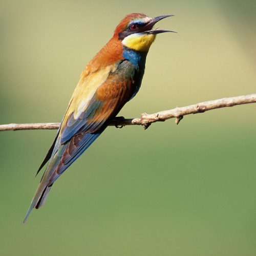 Bee eater at Drava (HU), © by W.Gamerith/4nature