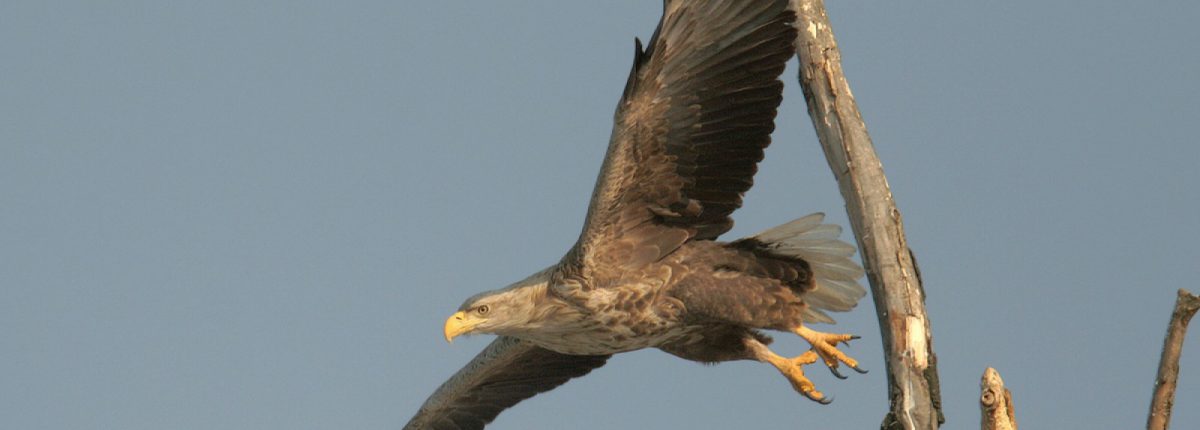 White-tailed Eagle, "Kopački Rit" Nature Park (HR), © by Mario Romulic & Drazen Stojcic, www.romulic.com