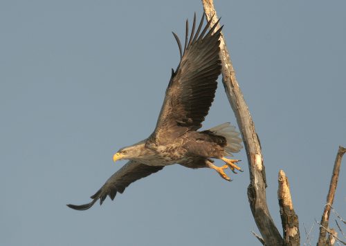 White-tailed egale , © by Mario Romulic