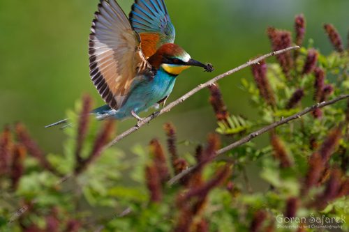 Bee eater, © by Goran Šafarek