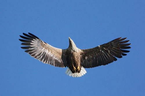 White-tailed eagle, © by Danilo Djerkovic