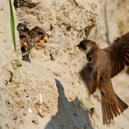 Sand martin, © by Goran Safarek