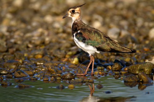 River bird, © by Goran Šafarek