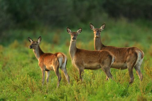 Red deer, © by Mario Romulic