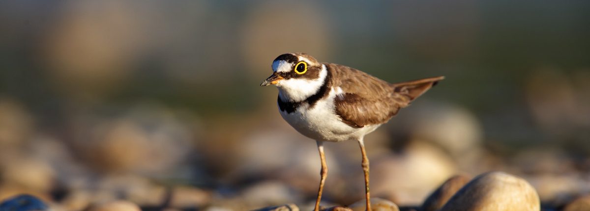 Little ringed plover, © by Goran Šafarek