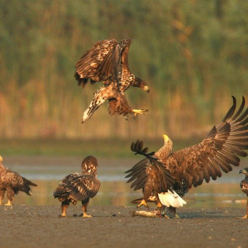 White-tailed eagles, © by Mario Romulic