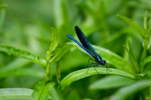 Dragonfly, © by Goran Šafarek