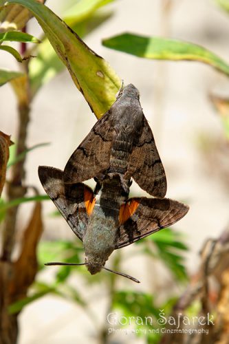 Moth, © by Goran Šafarek