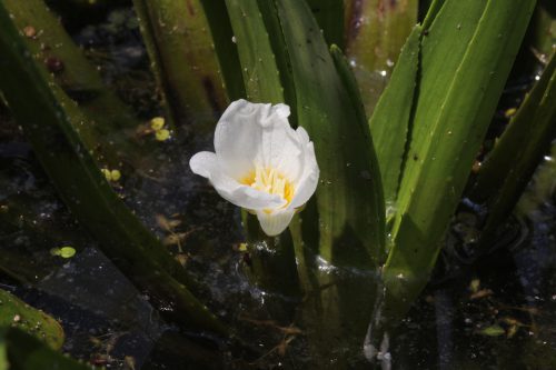 Stratiotes aloides, © by M Bedjanic