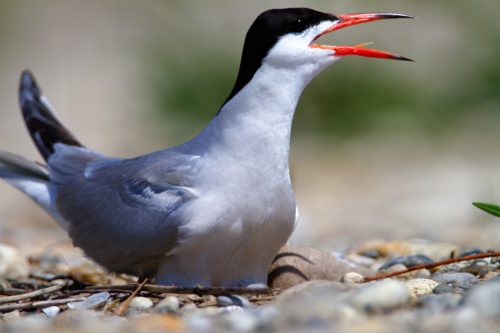 Tern, © by Goran Šafarek