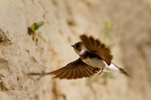 Sand martin, © by Goran Šafarek