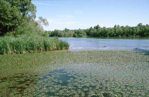 Water caltrop Drava, © by Arno Mohl WWF AT