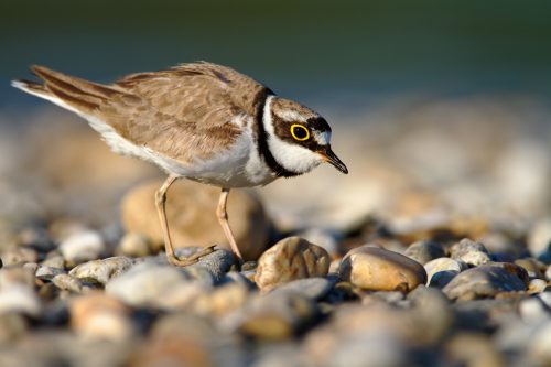 Ringed plover, © by Goran Šafarek