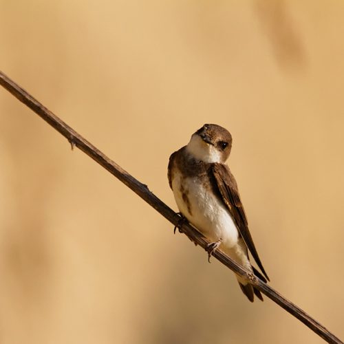 Sand Martin, © by Goran Safarek