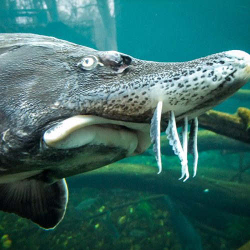  European sturgeon (Huso huso), © by WWF Phyllis Rachler